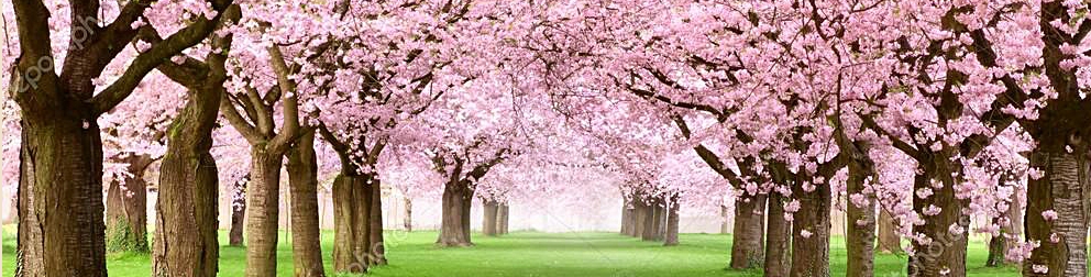 Sakuras